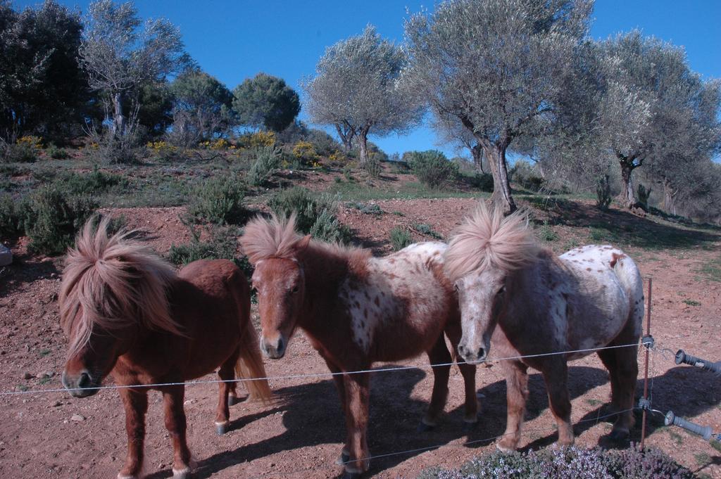 Masoveria De Llado מראה חיצוני תמונה